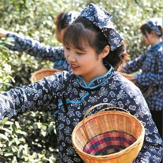 茶园管理岗位职责具体包含哪些核心内容? 茶园管理岗位职责具体包含哪些核心内容?