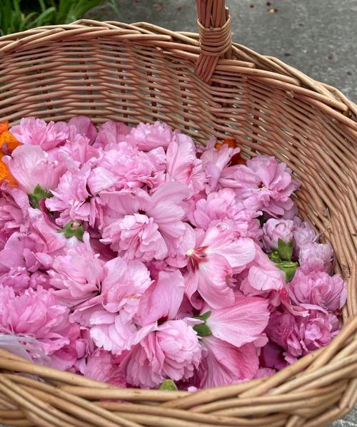 木槿生活北京哪些