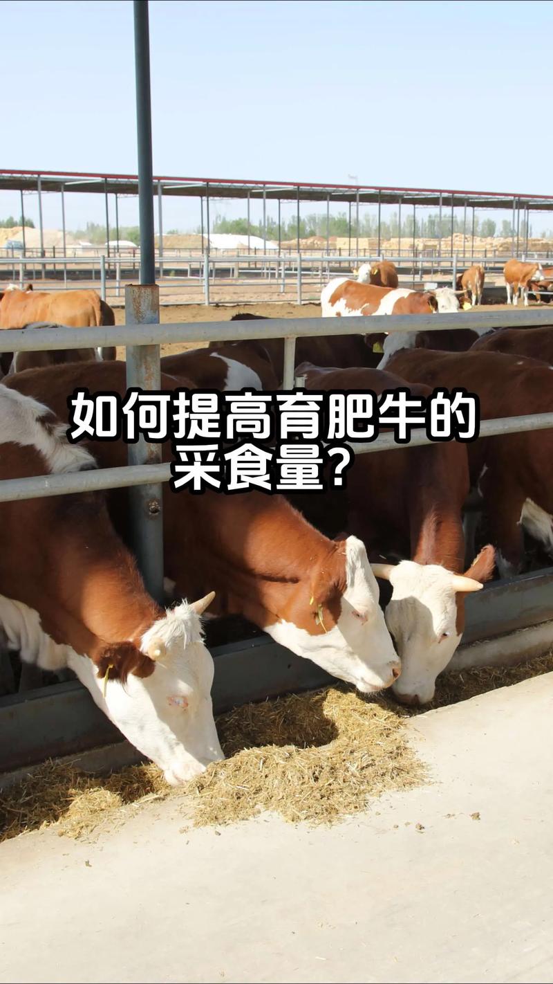 牛牛具备哪些条件