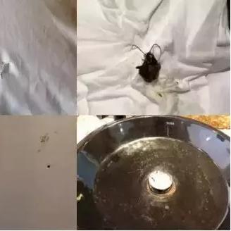 哪些酒店不属于连锁品牌？