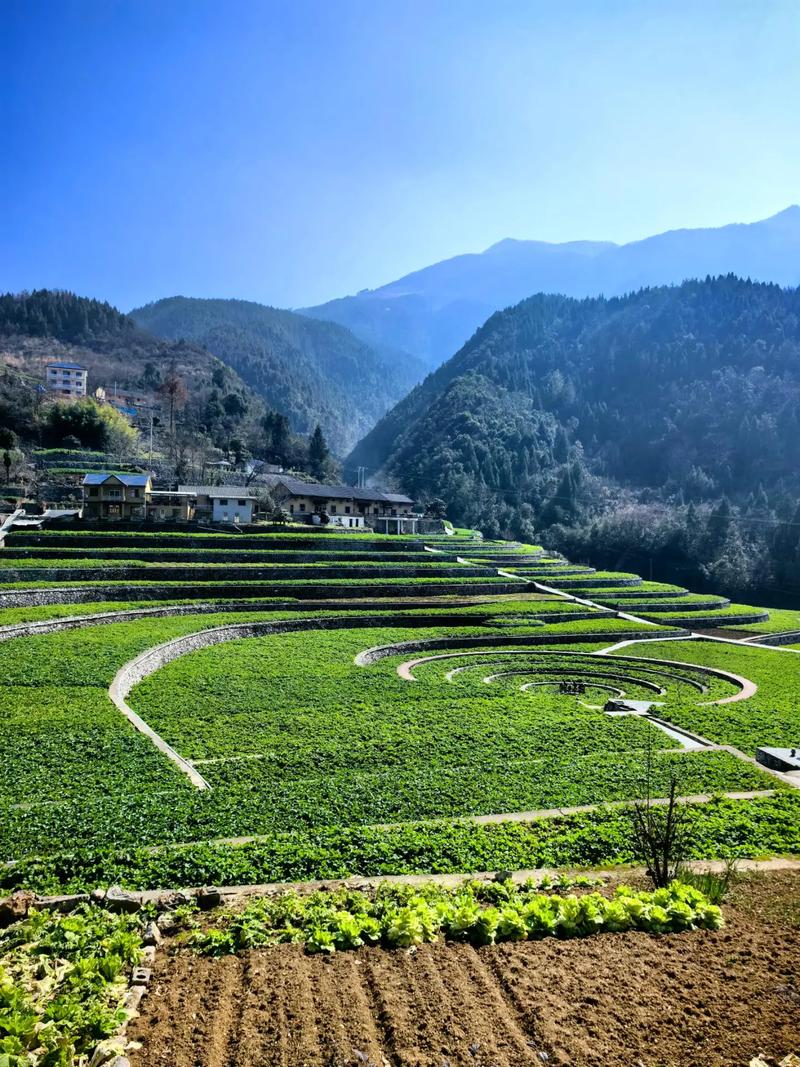 美丽田园有哪些