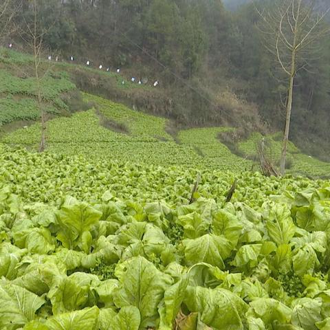 种植厂长职责具体有哪些？