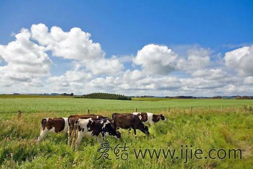 新西兰rmp有哪些