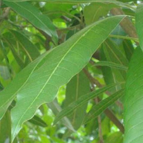 哪些药材种植效益高且变现快? 哪些药材种植效益高且变现快?