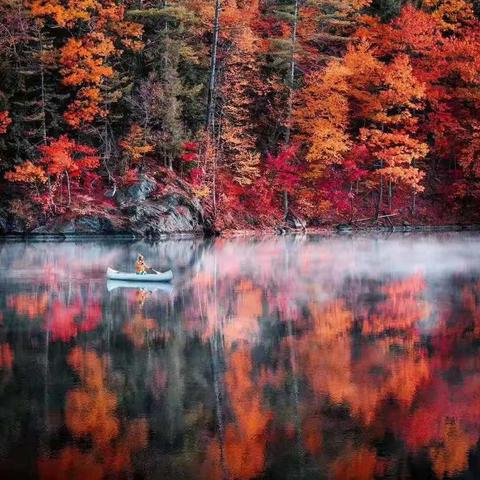 哪些药材种植效益高且变现快? 哪些药材种植效益高且变现快?