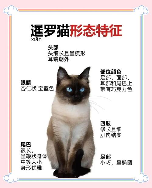 贵族猫有哪些