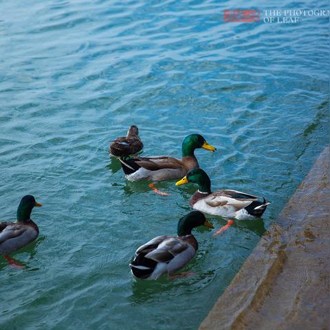 湖面管理岗位职责具体包含哪些核心内容？