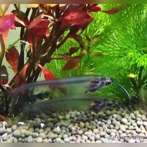 饲料部岗位职责具体包含哪些核心内容？