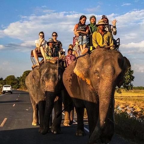 半岛奶茶有哪些热门款？