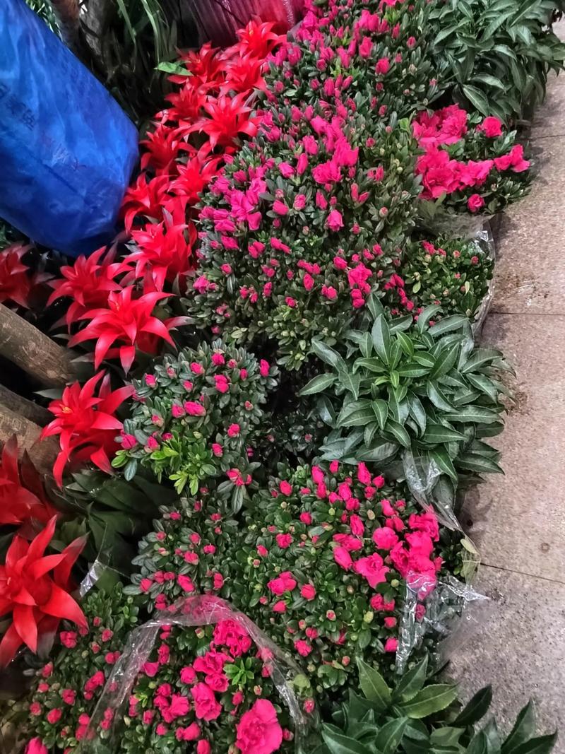 花卉有哪些销路