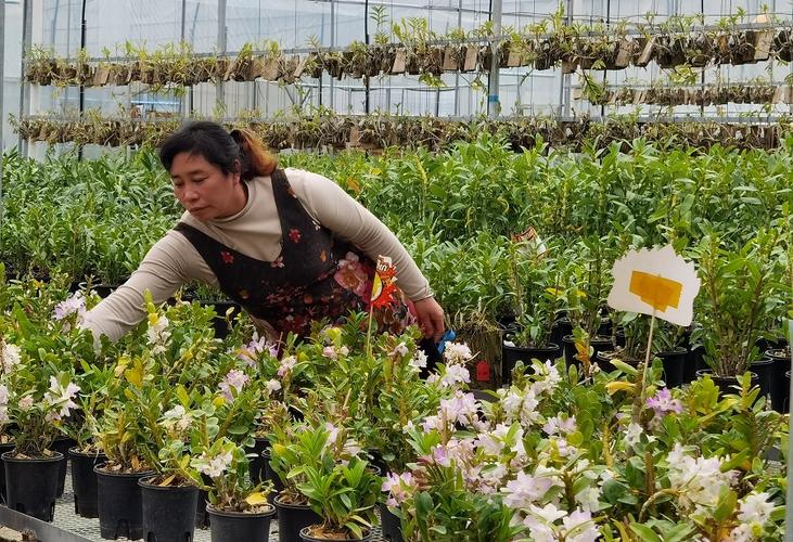 花卉有哪些销路