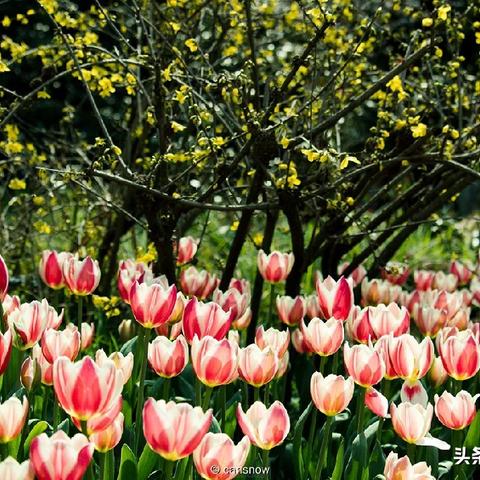 景区卡位岗位职责具体指什么？