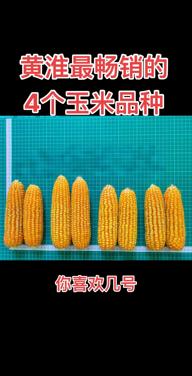 玉米有哪些牌子