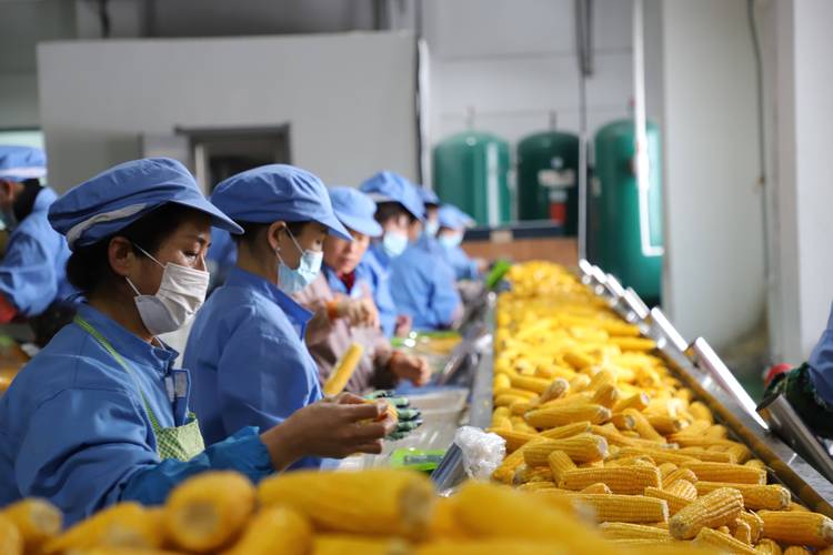 玉米加工都有哪些