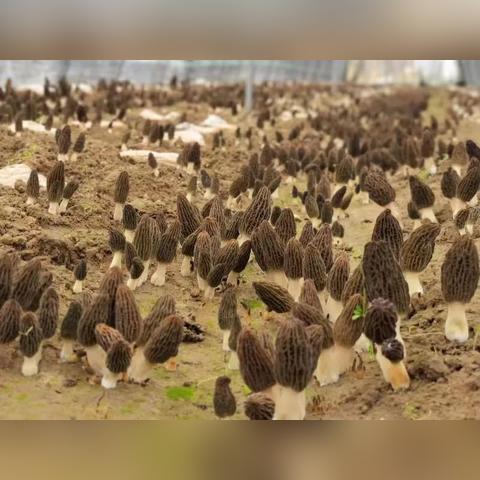 植物工厂岗位职责具体有哪些？