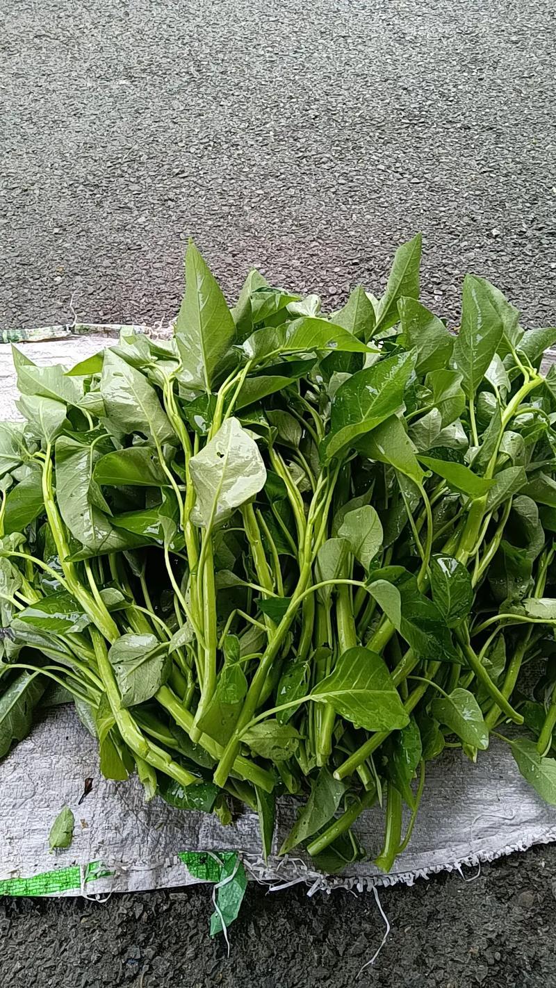 农村有哪些青菜