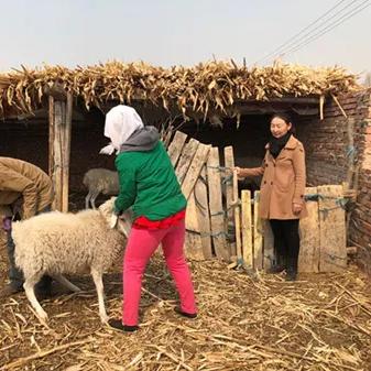 畜牧岗位职责要求具体包含哪些核心内容？