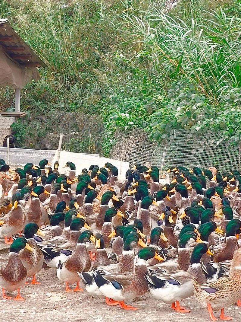 养殖哪些东西赚钱