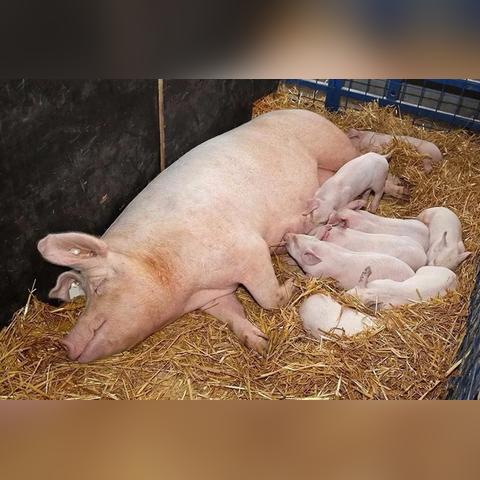 学校猪场岗位职责具体有哪些？