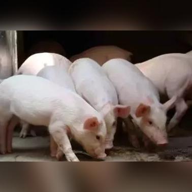 学校猪场岗位职责具体有哪些？