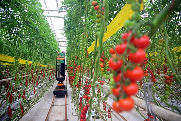 农业项目是哪些