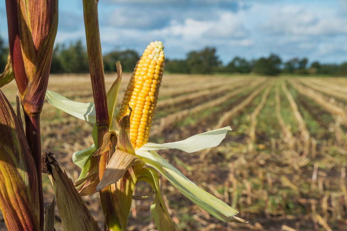 农业经济作物有哪些