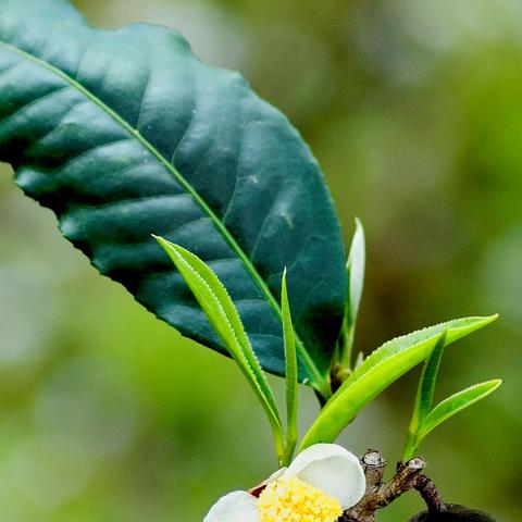 农业经济作物主要有哪些种类？