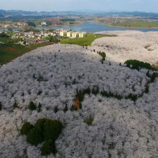 花卉培育岗位职责具体包含哪些工作？