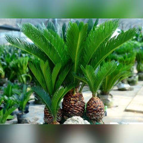 四季优美有哪些主打产品？