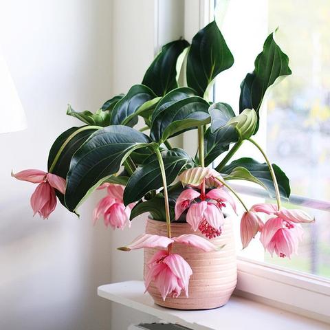 四季优美有哪些主打产品？