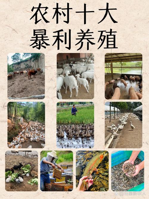 小成本养殖项目有哪些