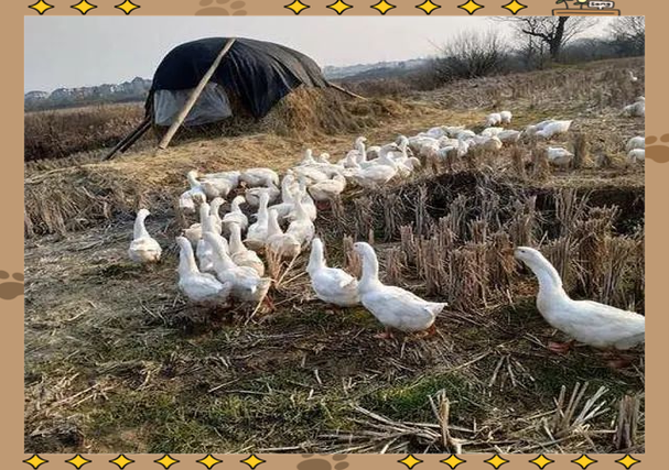 小成本养殖项目有哪些