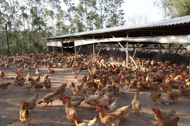 养殖前景好的项目有哪些