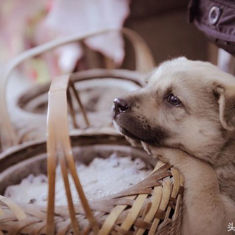 宠物医师岗位职责